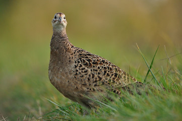 Close up photo of a female pheasant on the grass