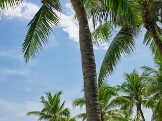 Obraz premium Coconut trees on background of blue sky
