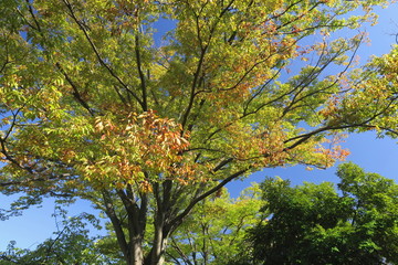 色づき始めた公園の欅