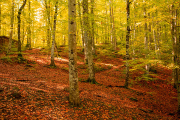 yellow orange leafs of beech tree in a forest.