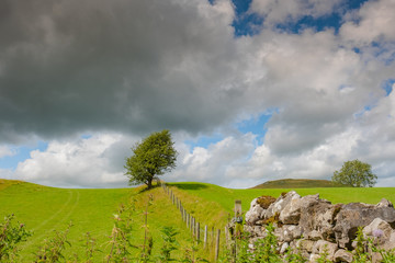 Dramatic view of a solitary tree seen in a meadow in the heart of the Yorkshire Dales. A rock wall on the right shows the boundary for a nearby sheep farm.