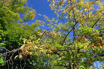 公園の色づき始めた八重桜の葉と欅と青空