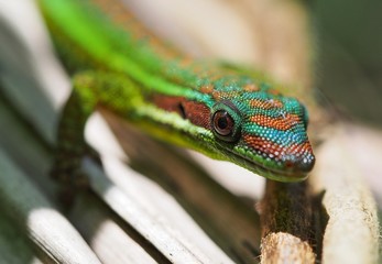 lizard on the tree