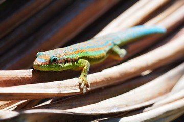 Gecko on dry palm.tree leaf