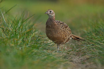 Close up photo of a female pheasant on the grass