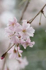 Fototapeta premium 紅枝垂れ桜