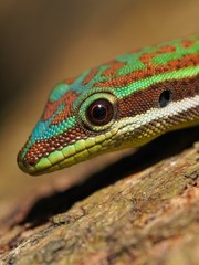 Gecko head macro closeup