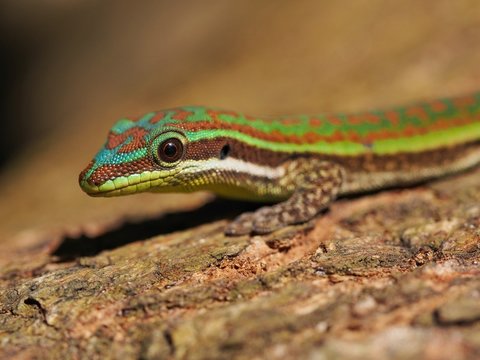 Closeup of a gecko