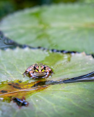 Frog on water lily