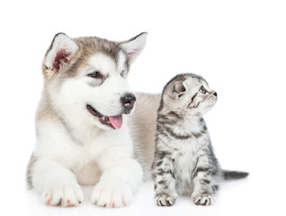 Alaskan malamute puppy and baby kitten look away on empty space. isolated on white background