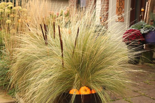Drought tolerant Mexican feather, Stipa tenuissima,  grass greets visitors to this Halloween gardenscape