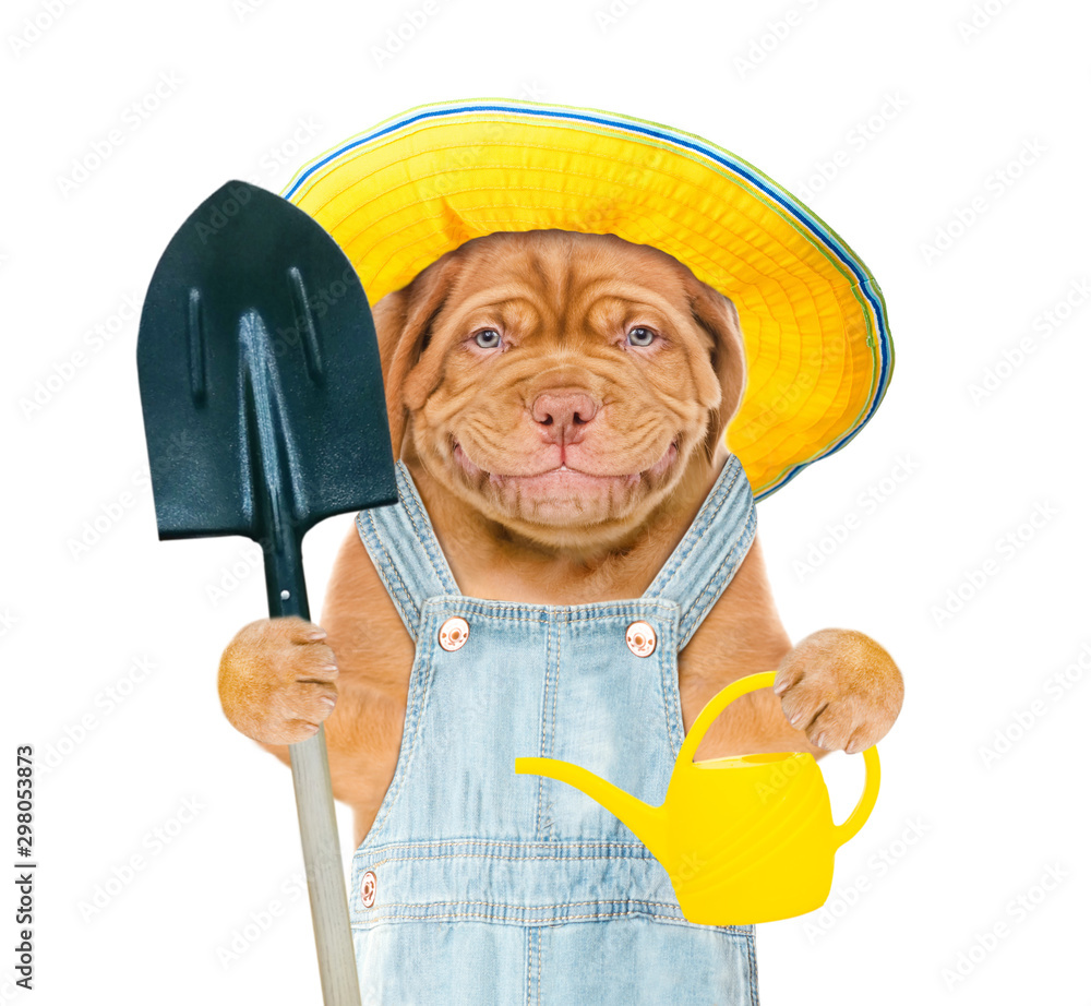 Poster smiling puppy farmer wearing summer hat holds a watering can and shovel. isolated on white backgroun