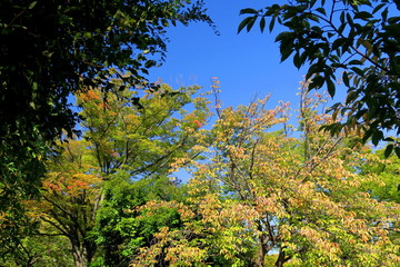 秋の公園の色づき始めた八重桜と欅