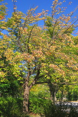 Fototapeta na wymiar 色づき始めた公園の八重桜の木