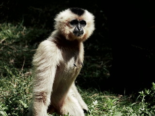 singe