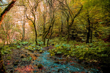 Impressive Autumn Forest Landscape with Small River