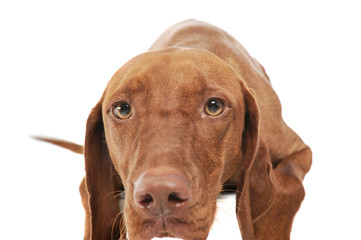 Portrait of an adorable magyar vizsla looking sadly at the camera