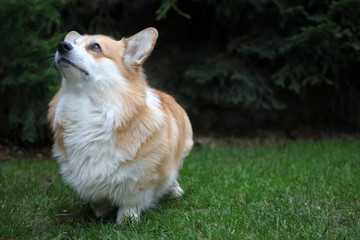 dog portrait fir tree background 