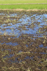 水溜りのある耕作された刈田風景