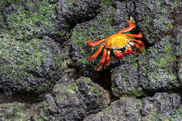 Sally light-foot crab