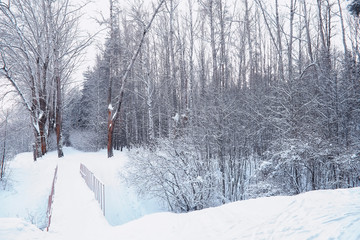 Obraz premium Winter forest landscape. Tall trees under snow cover. January frosty day in the park.