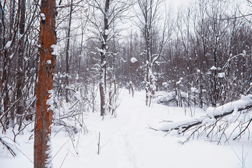 Winter forest landscape. Tall trees under snow cover. January frosty day in the park.
