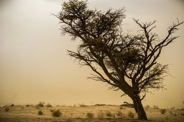 Fototapeta na wymiar Tree In A Desert Landscape