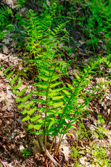 Green fern in a forest