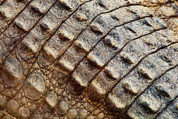 Сrocodile spine lather texture