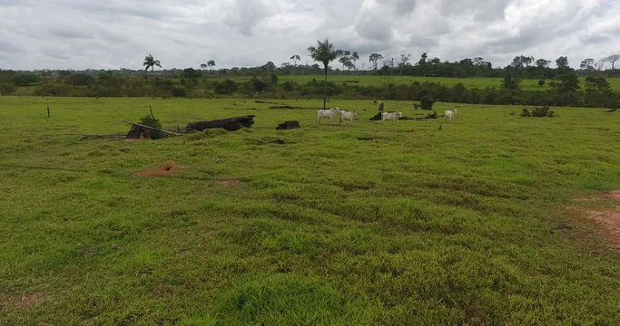 Farmland with Burned Dead Trees, Green Grass, and Thin Cows in Pando, Bolivia