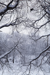 Obraz premium Winter forest landscape. Tall trees under snow cover. January frosty day in the park.