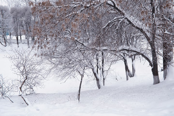 Winter forest landscape. Tall trees under snow cover. January frosty day in the park.