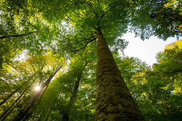 Fototapeta premium yellow orange leafs of beech tree in a forest.