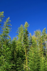 竹林と青空