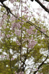 Obraz premium 枝垂れ桜