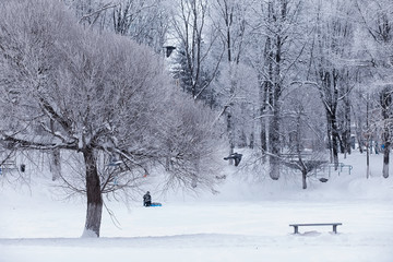 Fototapeta na wymiar Winter forest landscape. Tall trees under snow cover. January frosty day in the park.