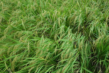 風にそよぐ9月の稲穂