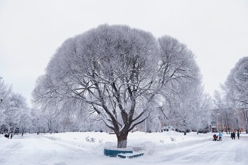 Winter forest landscape. Tall trees under snow cover. January frosty day in the park.