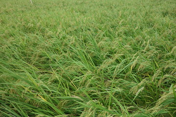 風にそよぐ9月の稲穂