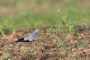 Montegu's Harrier sitting on a ground seen  at Solapur,Maharashtra,India