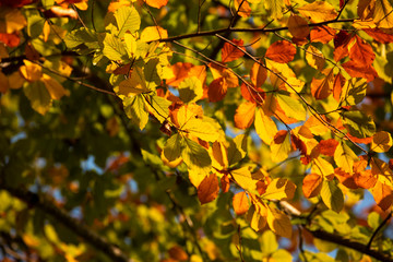 autumn landscape yellow and orange tree leaves backdrop background. Beautiful nature landscape.