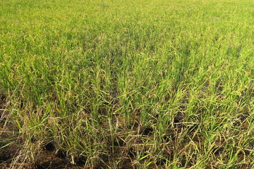 稲穂が付き始めた穭田風景