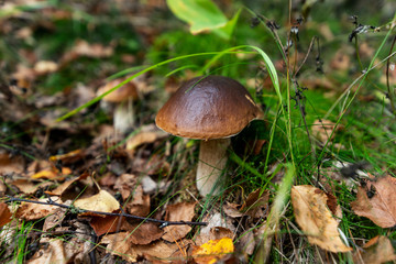 Ripe mushrooms in forest on the ground.