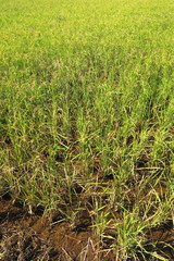 Obraz premium 稲穂が付き始めた穭田風景