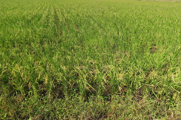 稲穂が付き始めた穭田風景