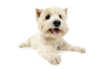 Studio shot of an adorable West Highland White Terrier lying and looking curiously at the camera