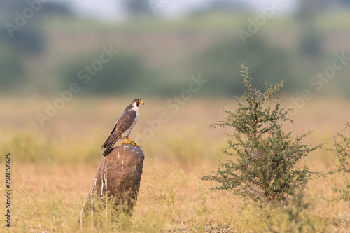 Peregrine Falcon Sitting On A Termite Mount Seen At Solapur