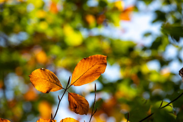 autumn landscape yellow and orange tree leaves backdrop background. Beautiful nature landscape.