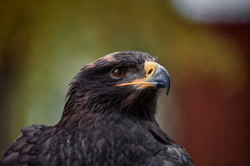 Portrait of a bird of prey