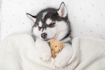 Sleeping Siberian Husky puppy embracing toy bear on pillow under blanket at home. Top view